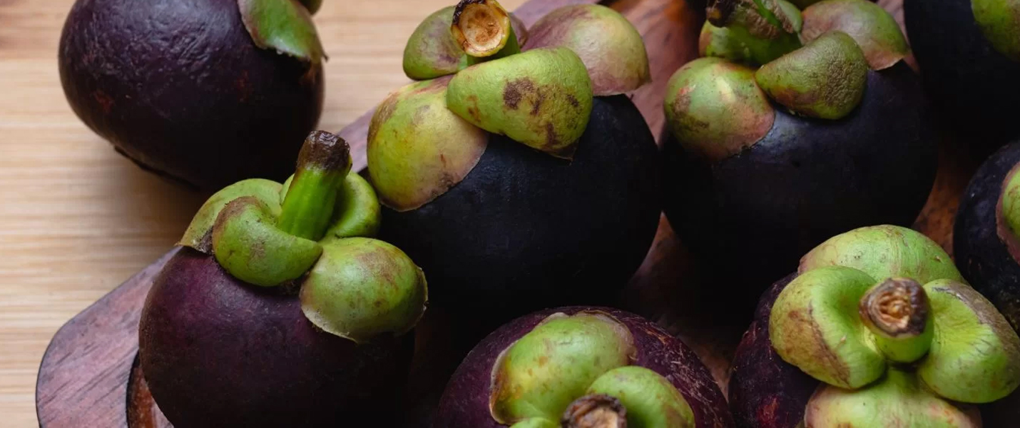 MANGOSTÃO - O segredo que veio da Tailândia