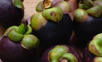 MANGOSTÃO - O segredo que veio da Tailândia