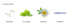 Aquilea Sono Gummies+ 60 gomas - Aquilea - 8429603000514